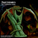Young Green Dragon - The Chromatic Cabal