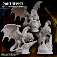 Young White Dragon - The Chromatic Cabal