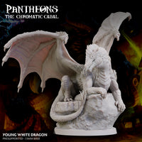 Young White Dragon - The Chromatic Cabal