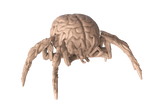 Brain Spider