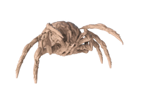 Brain Spider