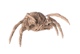 Brain Spider