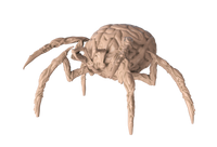 Brain Spider