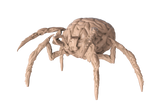 Brain Spider