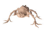 Stun Spider