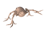 Stun Spider
