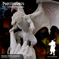 Young White Dragon - The Chromatic Cabal