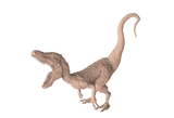 Wild Lizard
